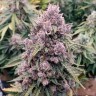 Семена марихуаны Auto Cinderella Jack feminised Ganja Seeds Семена марихуаны Auto Cinderella Jack feminised Ganja Seeds