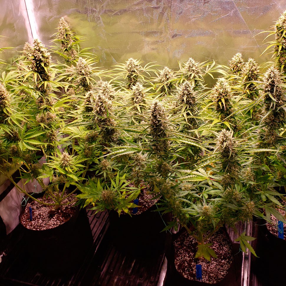 Семена конопли Auto Cinderella Jack feminised Ganja Seeds Семена конопли Auto Cinderella Jack feminised Ganja Seeds