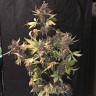 Купить Auto Devil Cream feminised Ganja Seeds Купить Auto Devil Cream feminised Ganja Seeds
