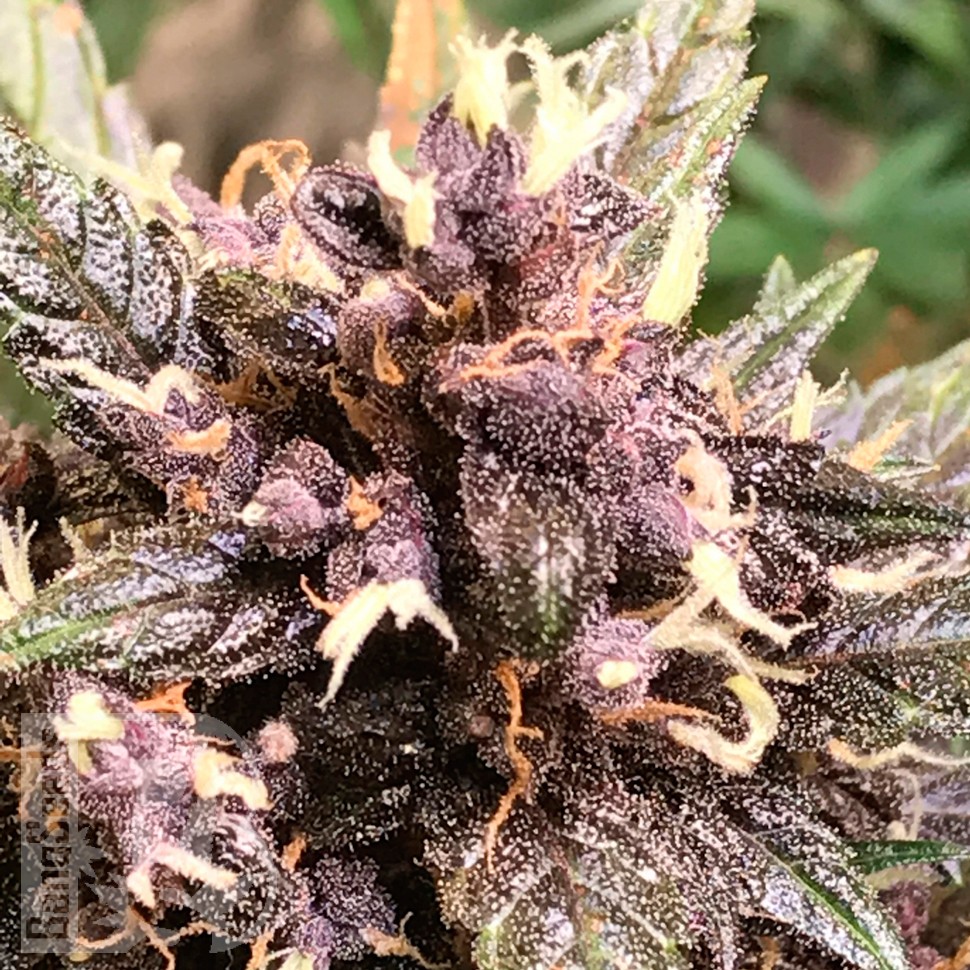 Купить семена Auto Devil Cream feminised Ganja Seeds Купить семена Auto Devil Cream feminised Ganja Seeds