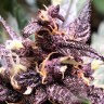 Auto Devil Cream feminised Ganja Seeds купить Auto Devil Cream feminised Ganja Seeds купить