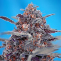 Auto Devil Cream feminised Ganja Seeds