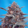 Семена Auto Devil Cream feminised Ganja Seeds Семена Auto Devil Cream feminised Ganja Seeds