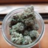 Early Skunk feminised Ganja Seeds Early Skunk feminised Ganja Seeds