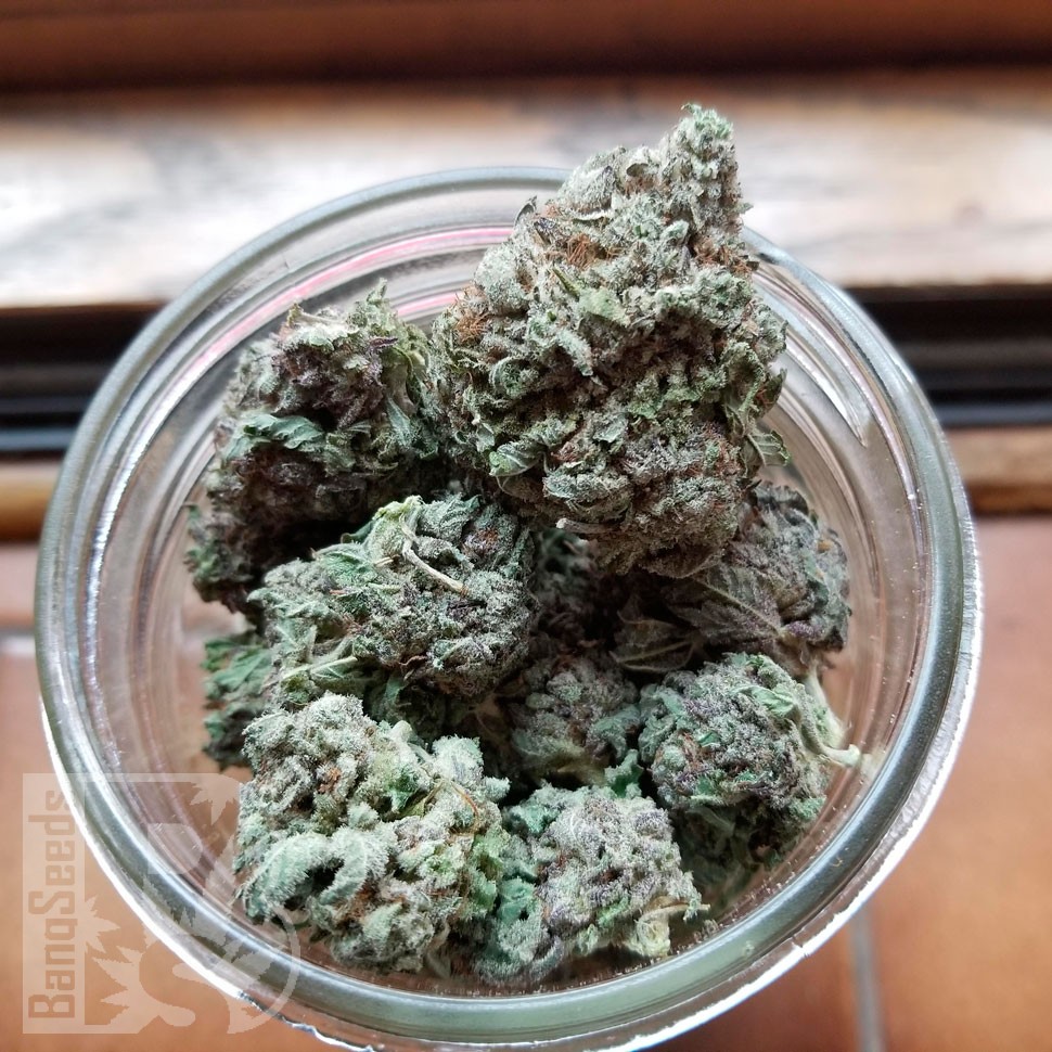 Early Skunk feminised Ganja Seeds Early Skunk feminised Ganja Seeds