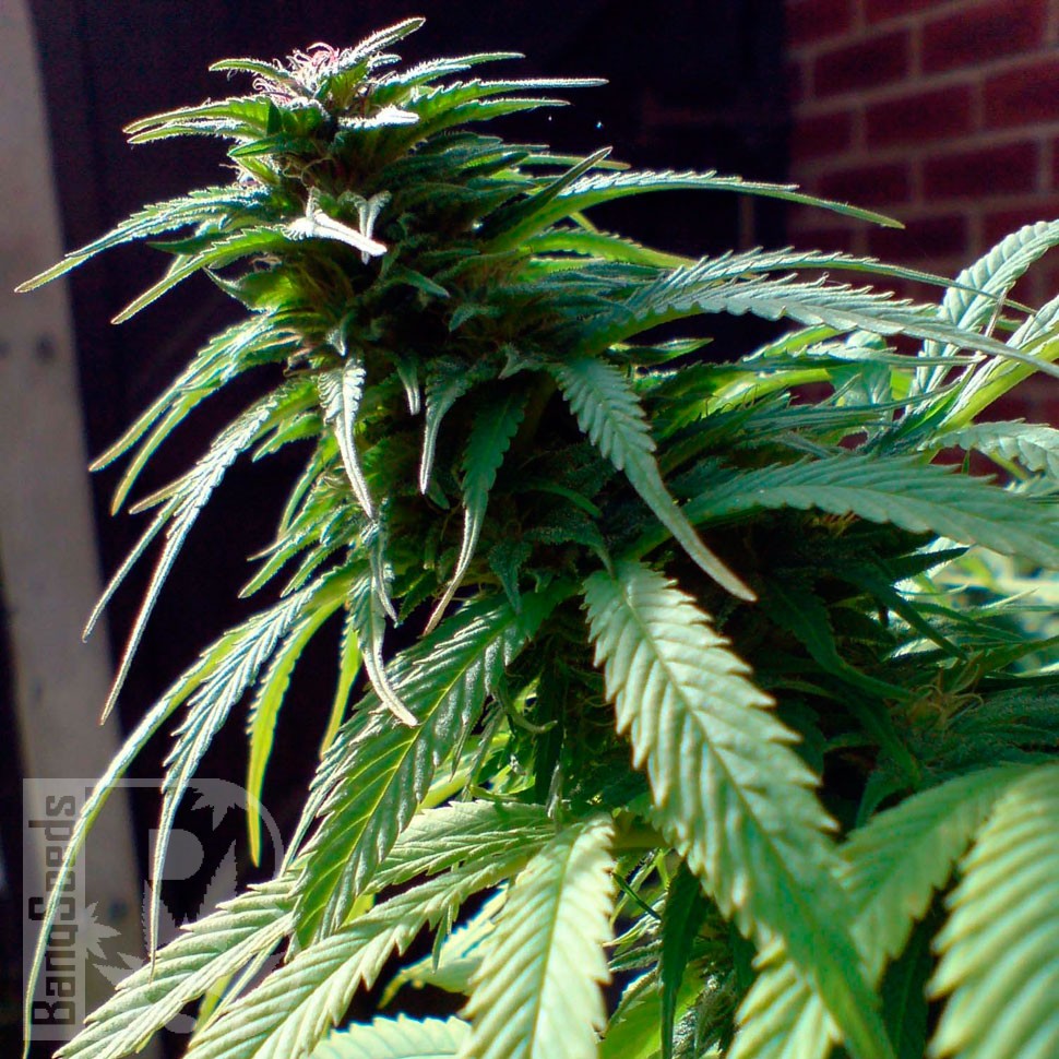 Early Skunk feminised Ganja Seeds Early Skunk feminised Ganja Seeds