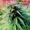 Early Skunk feminised Ganja Seeds Early Skunk feminised Ganja Seeds