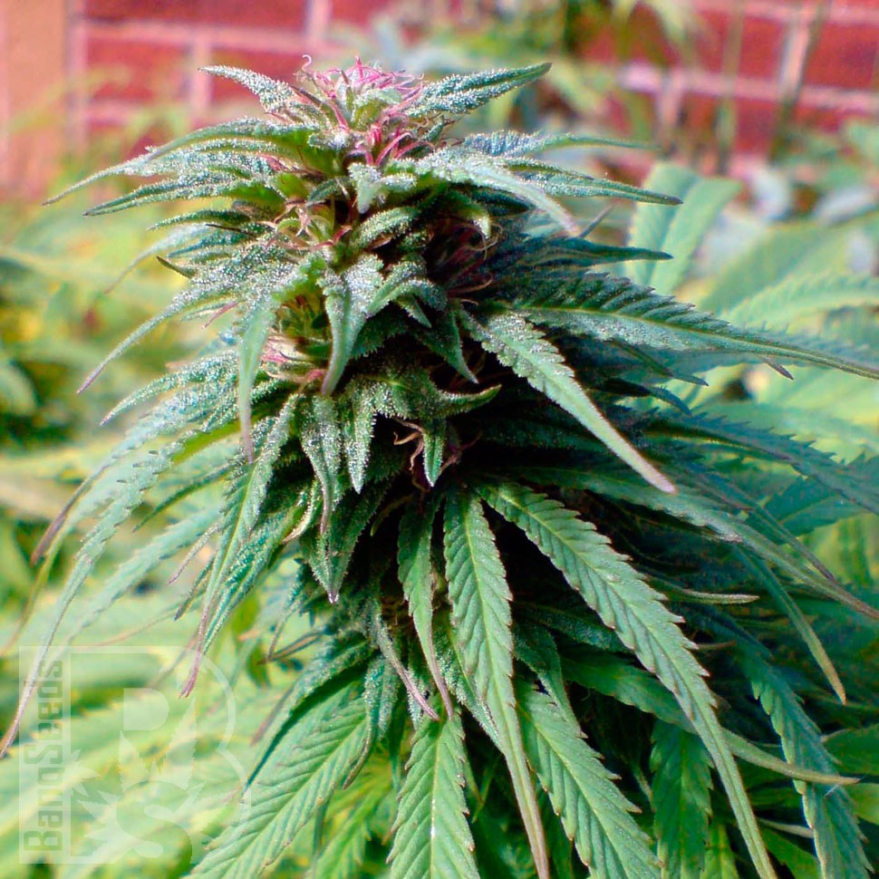 Early Skunk feminised Ganja Seeds Early Skunk feminised Ganja Seeds