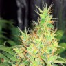 Early Skunk feminised Ganja Seeds Early Skunk feminised Ganja Seeds