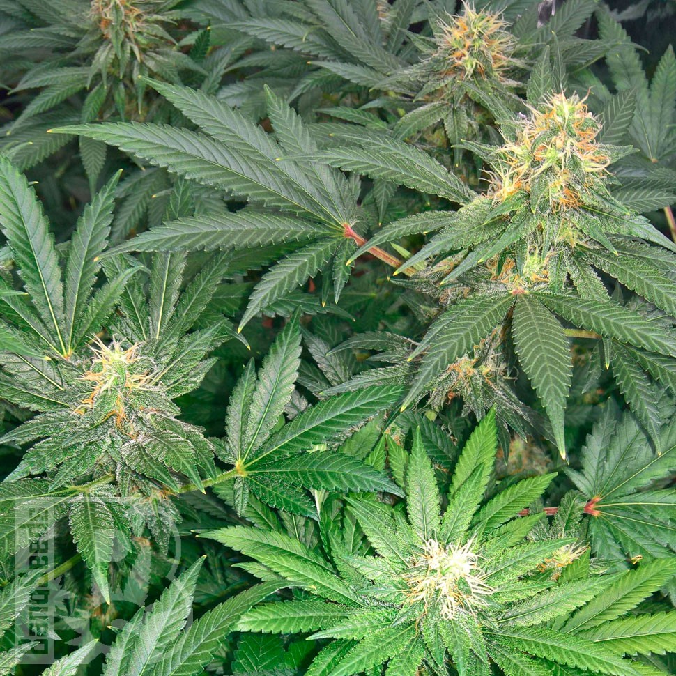 Early Skunk feminised Ganja Seeds Early Skunk feminised Ganja Seeds