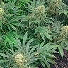 Early Skunk feminised Ganja Seeds Early Skunk feminised Ganja Seeds