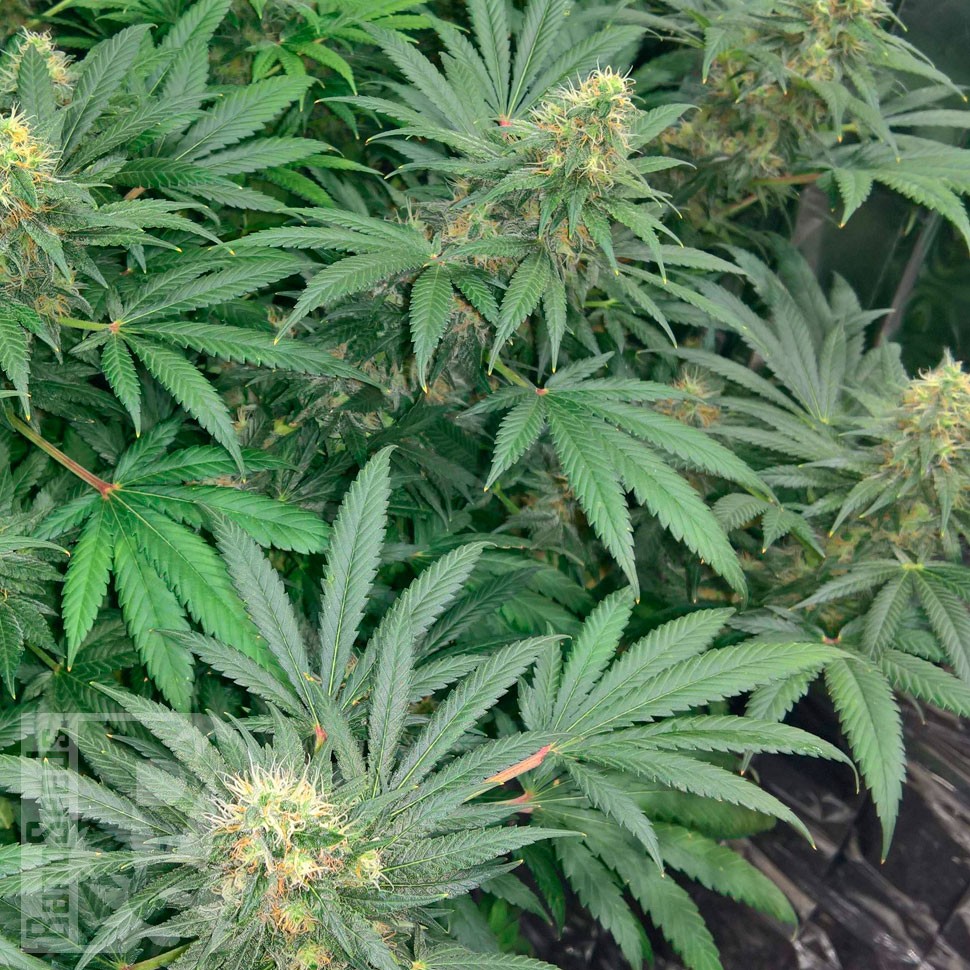 Early Skunk feminised Ganja Seeds Early Skunk feminised Ganja Seeds