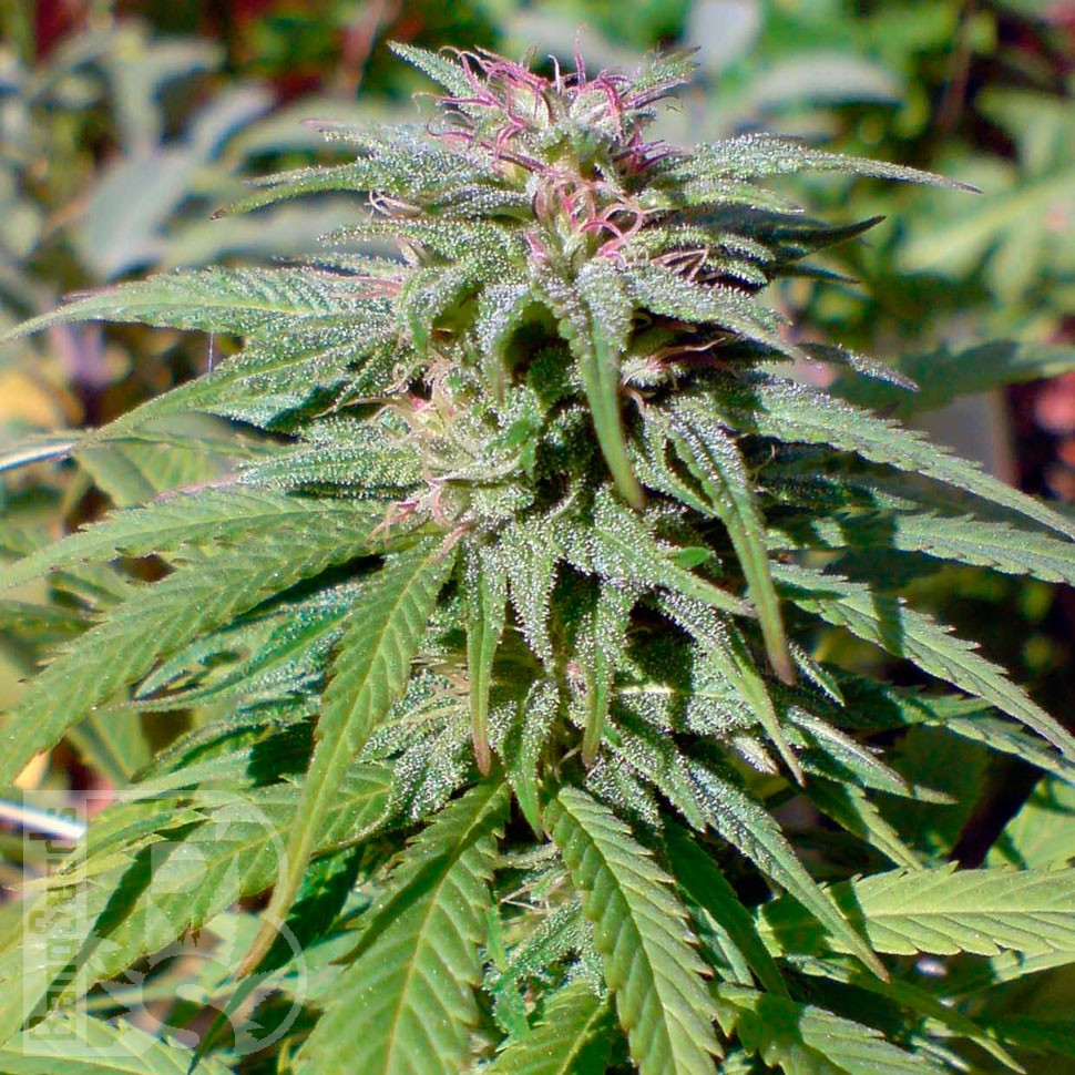 Early Skunk feminised Ganja Seeds Early Skunk feminised Ganja Seeds