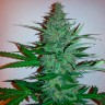 Early Skunk feminised Ganja Seeds Early Skunk feminised Ganja Seeds