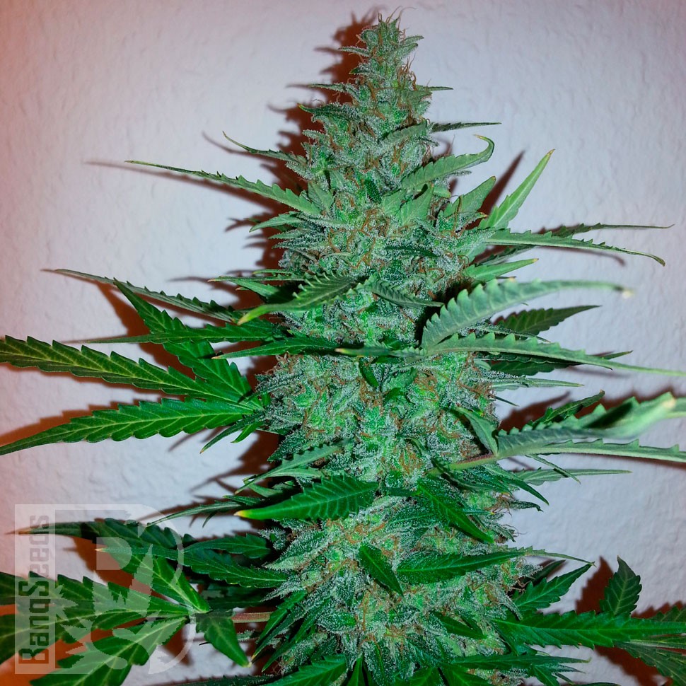 Early Skunk feminised Ganja Seeds Early Skunk feminised Ganja Seeds
