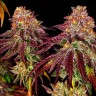 Семена марихуаны Mimosa feminised Ganja Seeds Семена марихуаны Mimosa feminised Ganja Seeds