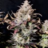 Семена марихуаны Mimosa feminised Ganja Seeds Семена марихуаны Mimosa feminised Ganja Seeds