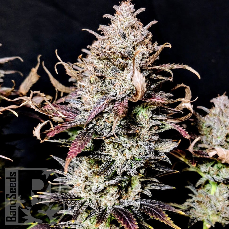 Семена марихуаны Mimosa feminised Ganja Seeds Семена марихуаны Mimosa feminised Ganja Seeds