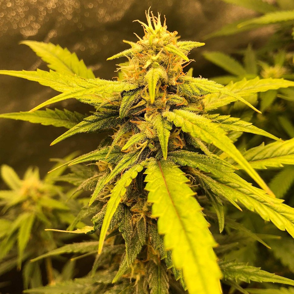 заказать семена конопли почтой Auto Black Jack feminised заказать семена конопли почтой Auto Black Jack feminised