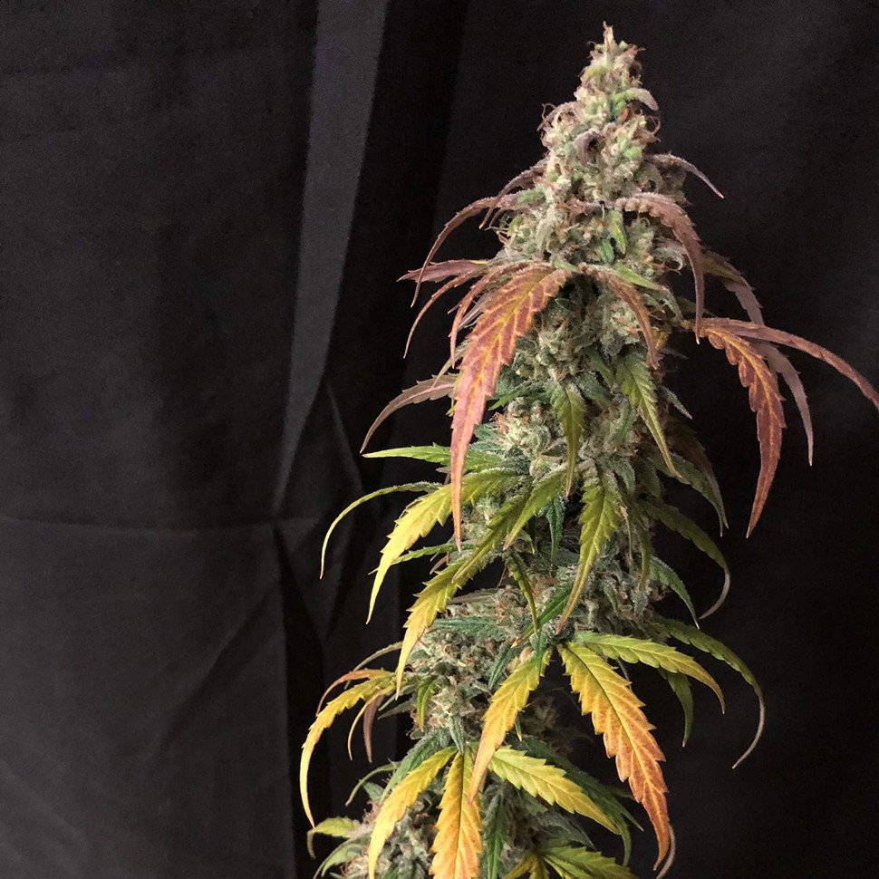 Семена каннабиса Auto Black Jack feminised Ganja Seeds