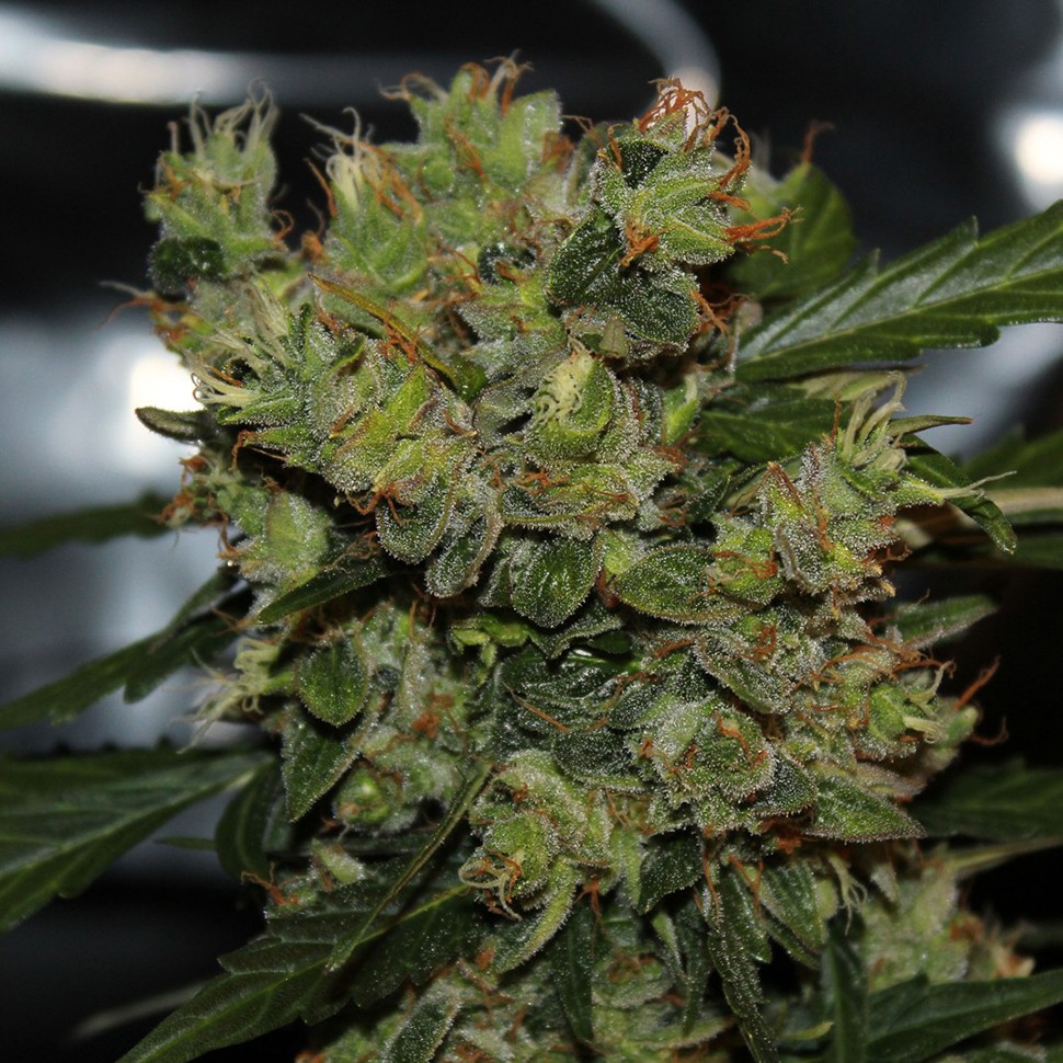 купить семена конопли недорого 2046 feminised купить семена конопли недорого 2046 feminised