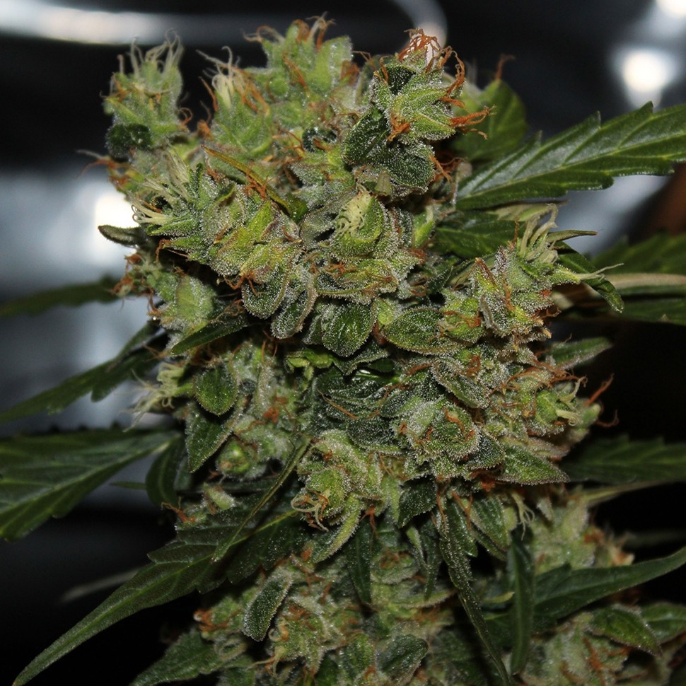 купить урожайные семена конопли 2046 feminised купить урожайные семена конопли 2046 feminised