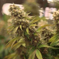 2046 feminised Ganja Seeds