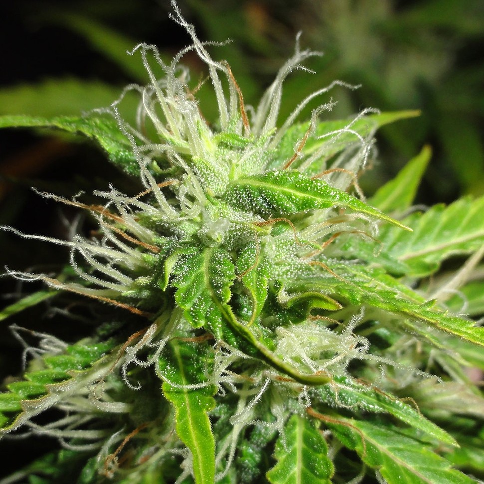 купить семена конопли в Украине 2046 feminised купить семена конопли в Украине 2046 feminised