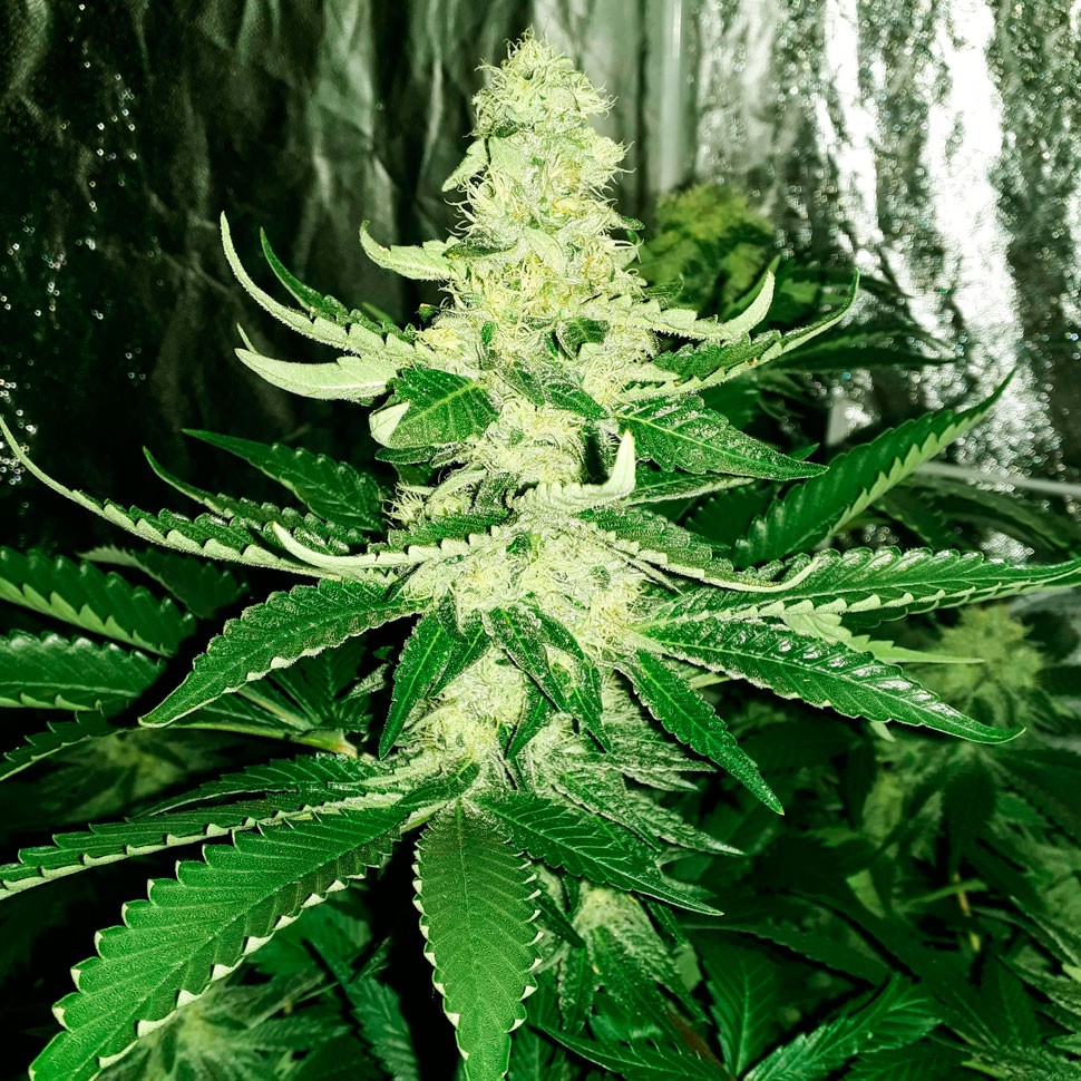 купить семена конопли f1 в оригинальной упаковке Auto AK feminised купить семена конопли f1 в оригинальной упаковке Auto AK feminised