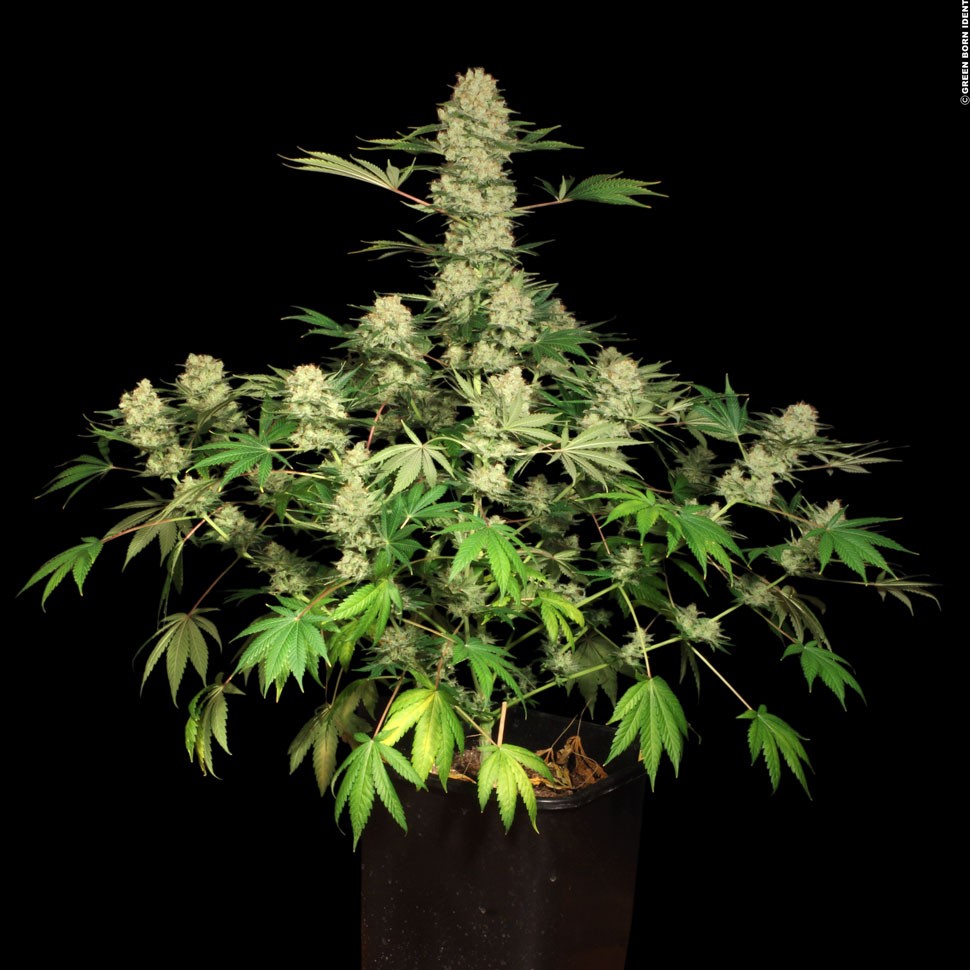 купить семена конопли интернет магазин Auto AK feminised купить семена конопли интернет магазин Auto AK feminised