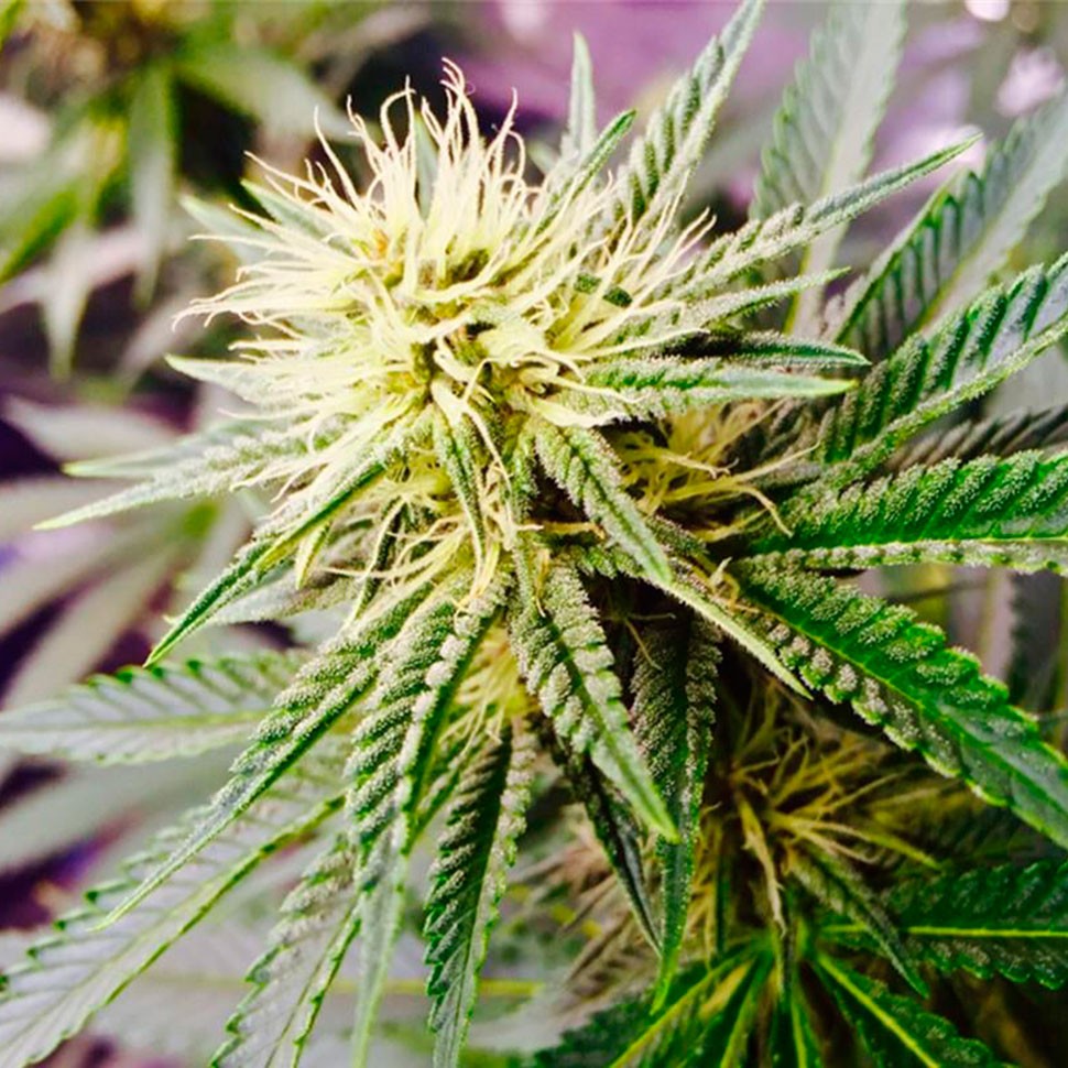 купить семена конопли в фирменной упаковке Auto AK feminised купить семена конопли в фирменной упаковке Auto AK feminised