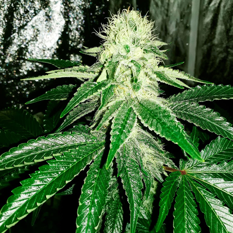 Семена каннабиса Auto AK feminised Ganja Seeds