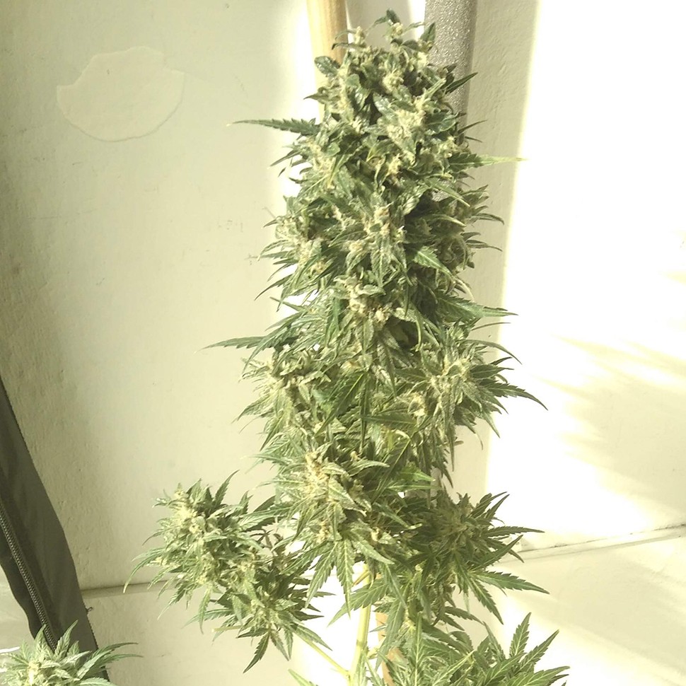 Семена конопли  Point of No Return x Lowryder regular Ganja Seeds