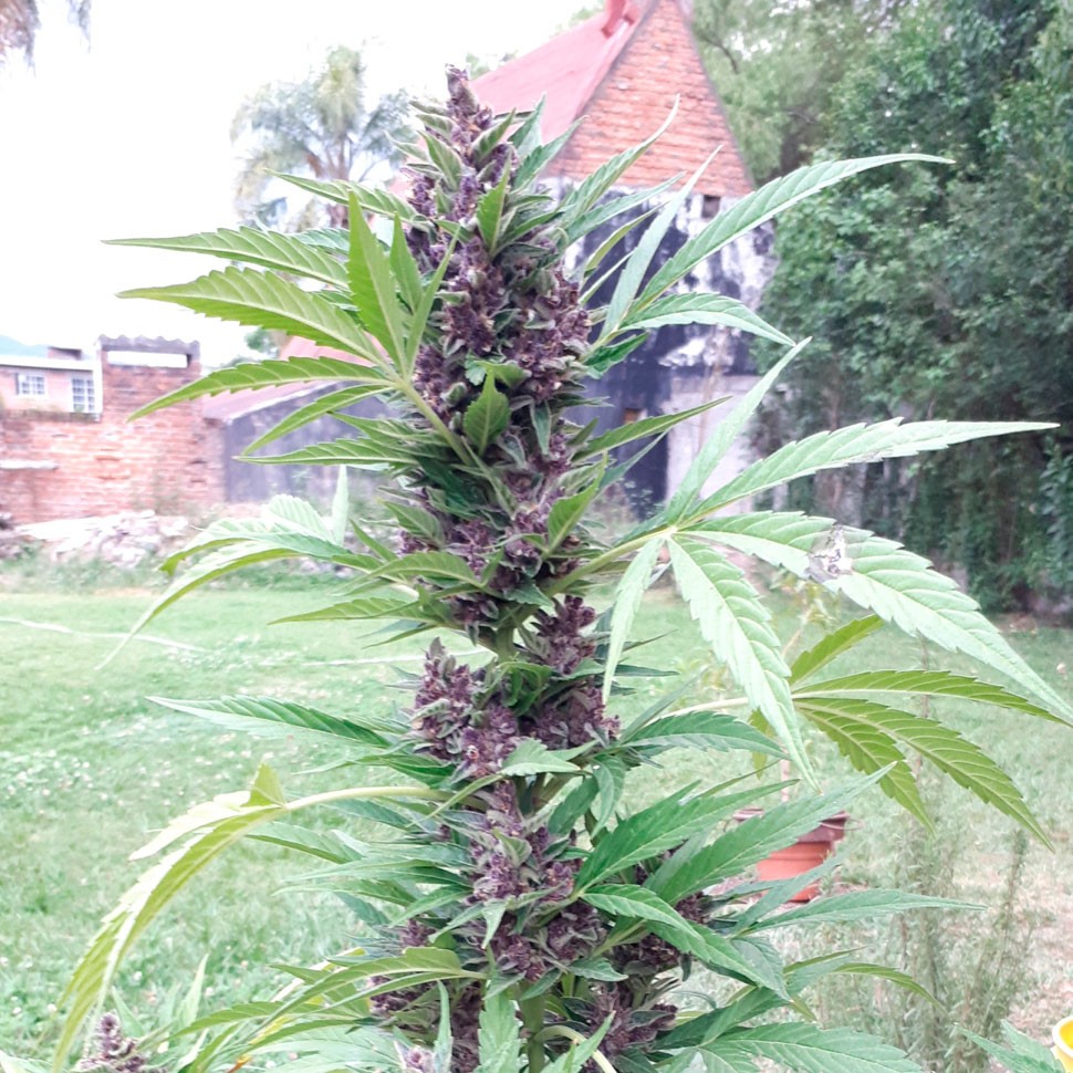 Семена конопли Auto Psylocke feminised GanjaVIP Seeds