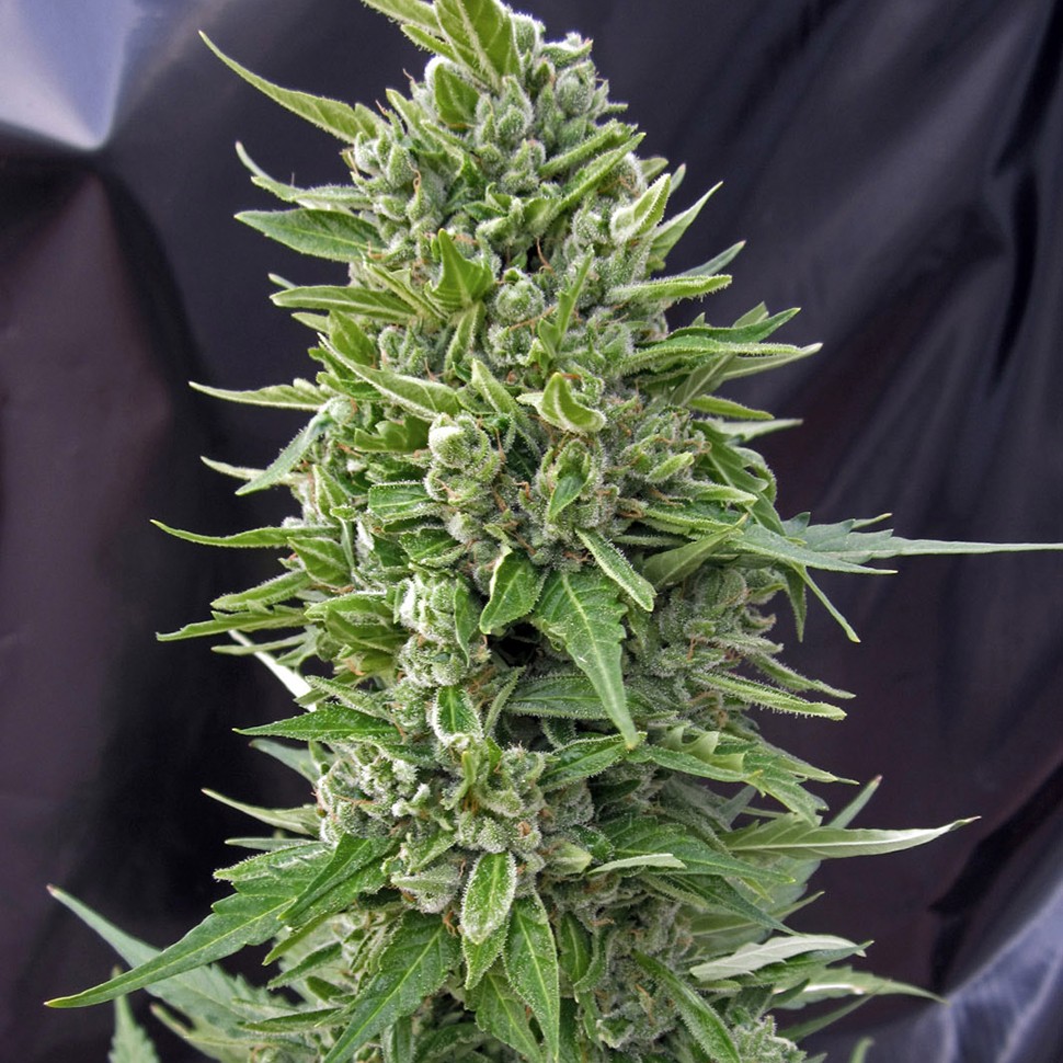 Семена конопли Auto Northern Light feminised Neuro Seeds