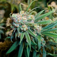 Burana feminised Bang Seeds