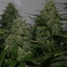 Семена Burana feminised Bang Seeds Семена Burana feminised Bang Seeds