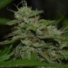 Семена Burana feminised Bang Seeds Семена Burana feminised Bang Seeds