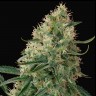 Семена конопли Auto Sin Tra Bajo feminised Ganja Seeds Семена конопли Auto Sin Tra Bajo feminised Ganja Seeds