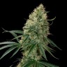 Семена марихуаны Auto Sin Tra Bajo feminised Ganja Seeds Семена марихуаны Auto Sin Tra Bajo feminised Ganja Seeds