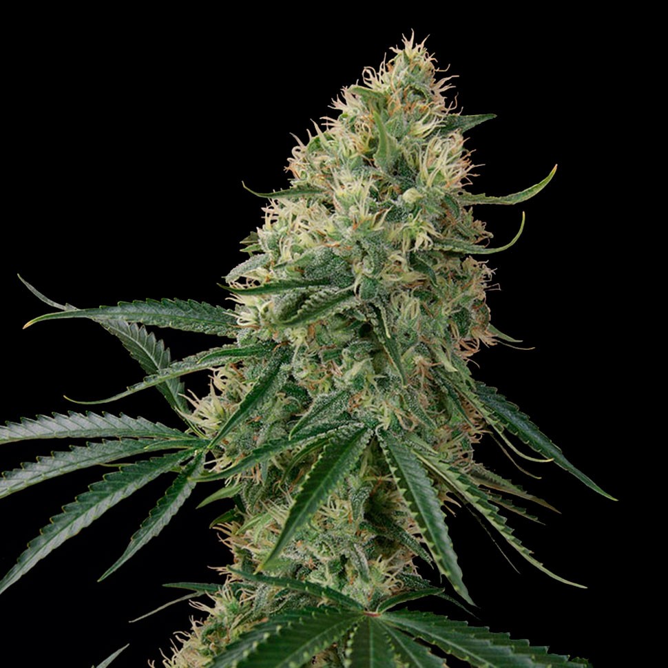 Семена марихуаны Auto Sin Tra Bajo feminised Ganja Seeds Семена марихуаны Auto Sin Tra Bajo feminised Ganja Seeds