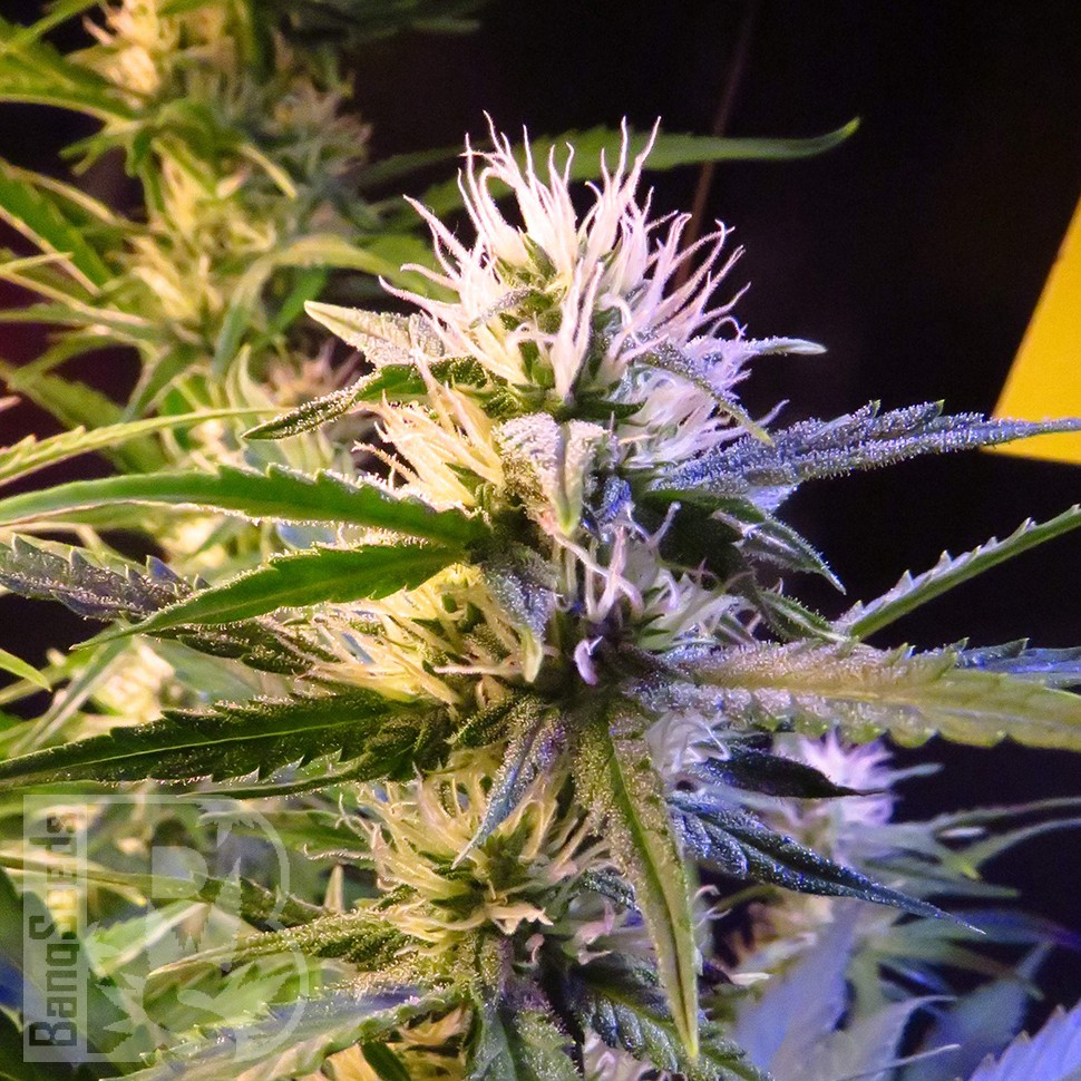 Семена Auto Diesel Ryder feminised Ganja Seeds