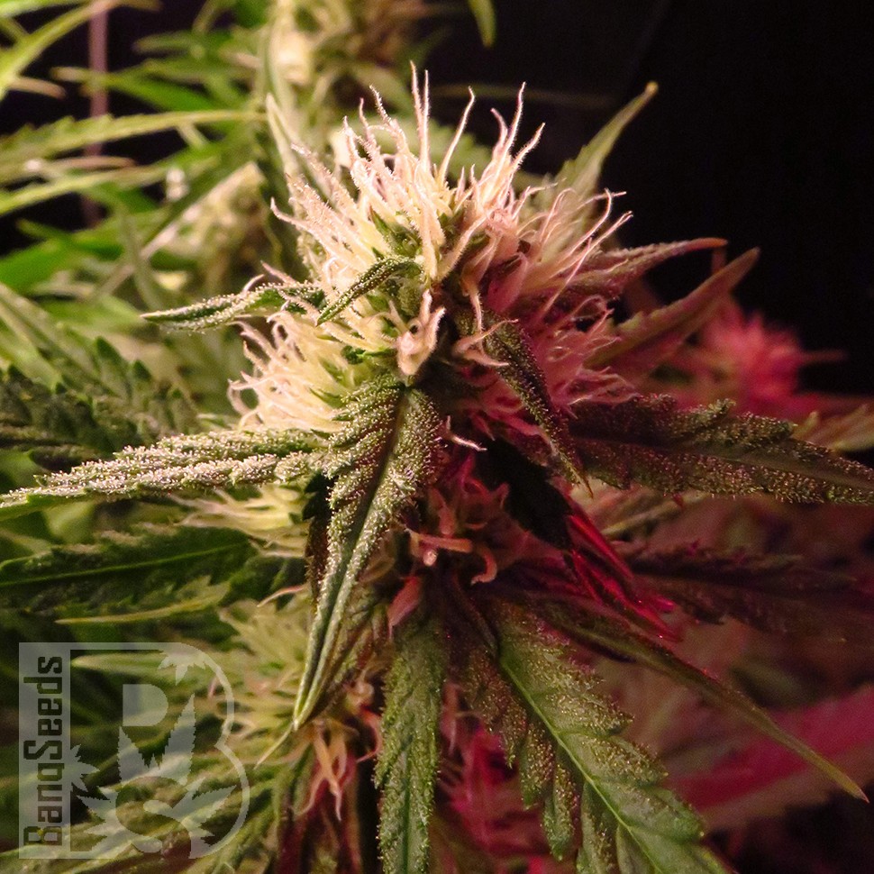 купить семена конопли Auto Diesel Ryder feminised купить семена конопли Auto Diesel Ryder feminised