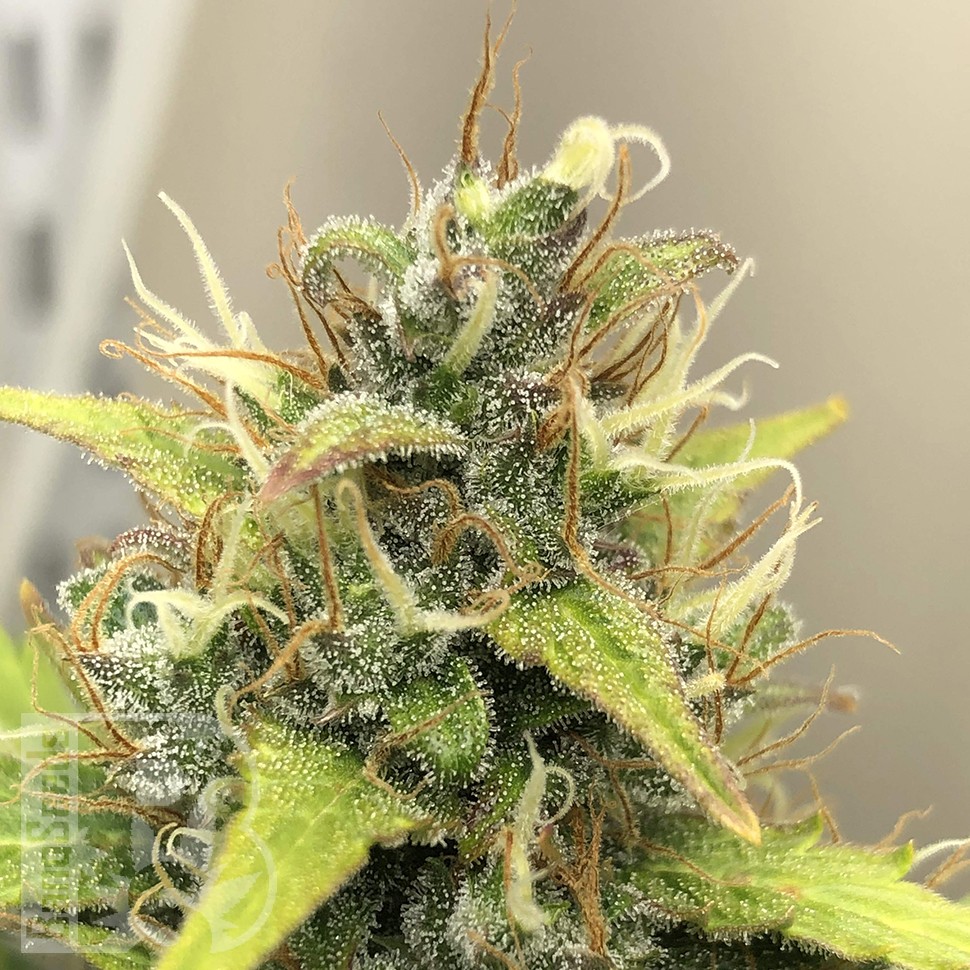 купить семена конопли f1 в оригинальной упаковке Auto Diesel Ryder feminised купить семена конопли f1 в оригинальной упаковке Auto Diesel Ryder feminised