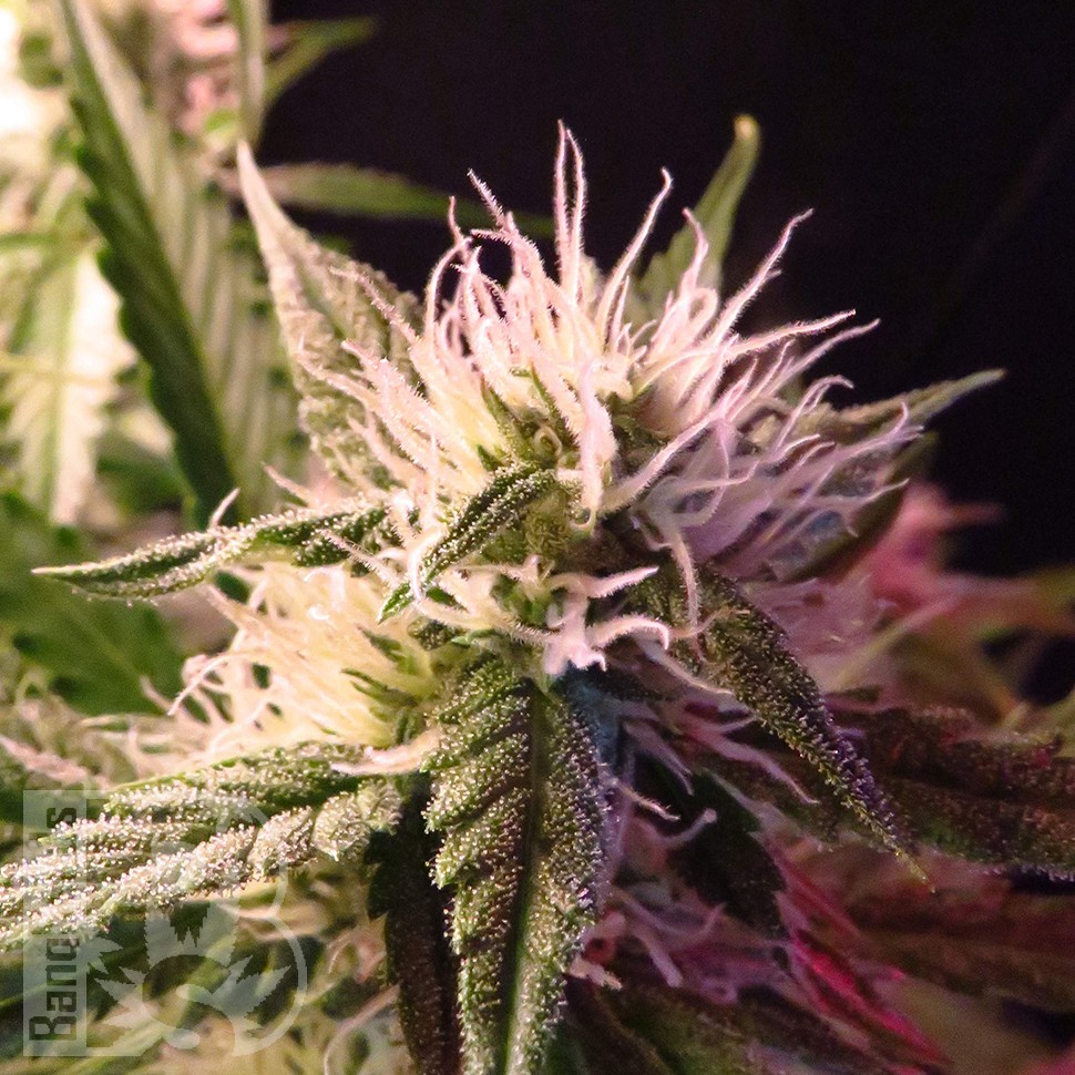 купить семена конопли интернет магазин Auto Diesel Ryder feminised купить семена конопли интернет магазин Auto Diesel Ryder feminised