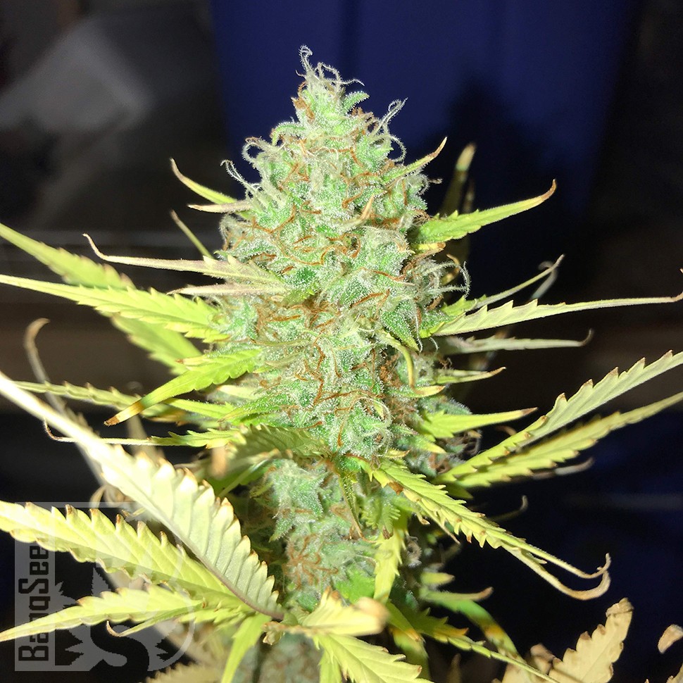 купить семена конопли в фирменной упаковке Auto Diesel Ryder feminised купить семена конопли в фирменной упаковке Auto Diesel Ryder feminised