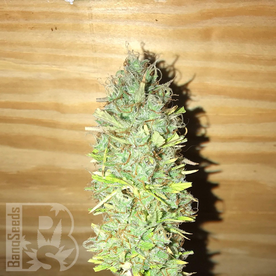 купить семена конопли автоцвет Auto Diesel Ryder feminised купить семена конопли автоцвет Auto Diesel Ryder feminised