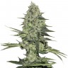 Easy Ryder feminised Ganja Seeds Easy Ryder feminised Ganja Seeds