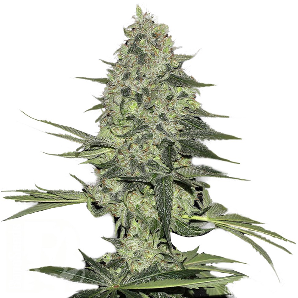 Easy Ryder feminised Ganja Seeds