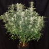Easy Ryder feminised Ganja Seeds Easy Ryder feminised Ganja Seeds